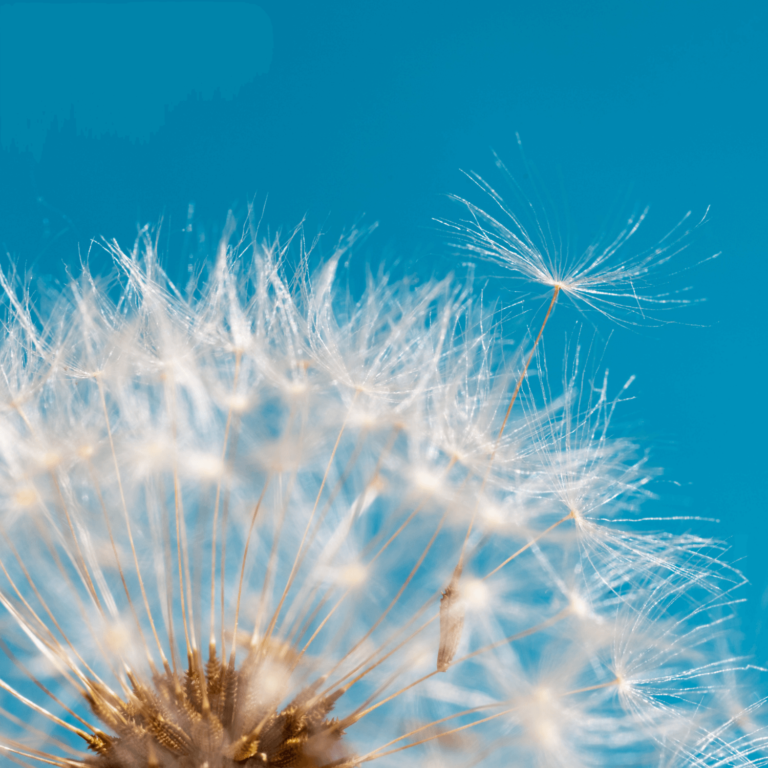 Dandelion Image for 21 Days To Letting Go of the Weight Online Course